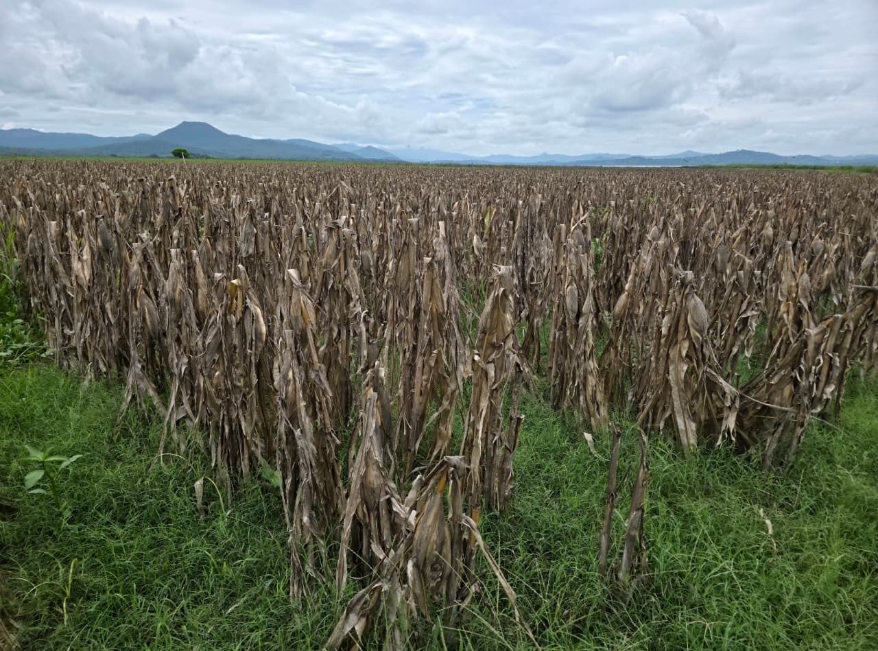 El campo salvadoreño se prepara para una segunda siembra de granos básicos